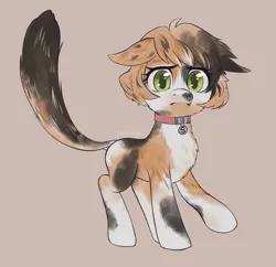Size: 2961x2872 | Tagged: safe, artist:taytinabelle, derpibooru import, oc, ponified, unofficial characters only, cat, cat pony, original species, pony, calico, chest fluff, collar, cute, cute little fangs, dock, fangs, female, floppy ears, green eyes, image, mare, png, ponified animal photo, raised hoof, scared, simple background, solo, tail, tail fluff, whiskers, worried