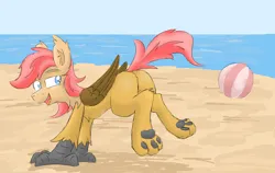 Size: 1942x1224 | Tagged: safe, artist:pzkratzer, derpibooru import, oc, oc:ponygriff, hippogriff, ball, beach, beach ball, butt, featureless crotch, flockmod, hippogriff oc, image, male, nudity, paw pads, paws, plot, png, sexy, solo, solo male, underpaw