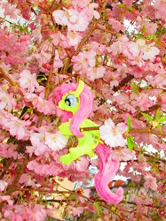 Size: 2070x2761 | Tagged: safe, alternate version, artist:malte279, derpibooru import, part of a set, fluttershy, chenille, chenille stems, chenille wire, cherry blossoms, climbing, craft, flower, flower blossom, image, irl, jpeg, part of a series, photo, pipe cleaner sculpture, pipe cleaners