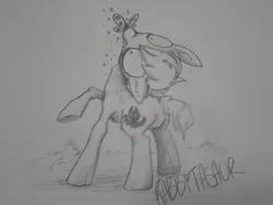 Size: 1280x960 | Tagged: safe, artist:rabbitasaur, derpibooru import, oc, oc:forty winks, butterfly, earth pony, insect, pony, butterfly on nose, grayscale, image, insect on nose, jpeg, monochrome, pencil drawing, solo, traditional art