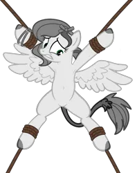 Size: 3533x4464 | Tagged: safe, artist:equestria secret guard, derpibooru import, oc, oc:tabata, unofficial characters only, pegasus, pony, armpits, belly button, bondage, featureless crotch, female, helpless, image, lying down, mare, medibang paint, not pipp petals, pegasus oc, png, ribbon, rope, rope bondage, ropes, sexy, show accurate, simple background, solo, spread eagle, spread legs, spread wings, spreading, tied up, transparent background, wings