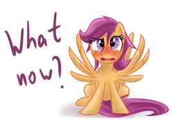 Size: 1000x700 | Tagged: safe, artist:redheadfly, derpibooru import, scootaloo, pony, blushing, image, jpeg, older, solo, spread wings, tumblr:ask-adultscootaloo, wingboner, wings