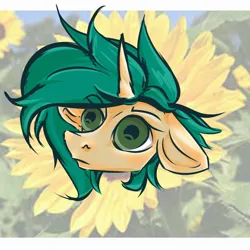 Size: 2000x2000 | Tagged: safe, artist:watashiao, derpibooru import, oc, oc:wata, unofficial characters only, pony, unicorn, bust, digital art, floppy ears, flower, horn, image, irl, jpeg, photo, portrait, simple background, solo, sunflower