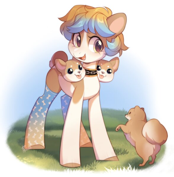 Size: 2008x2048 | Tagged: safe, artist:fedos, derpibooru import, oc, unofficial characters only, dog, earth pony, pony, clothes, coat markings, collar, cute, female, image, jpeg, ocbetes, open mouth, open smile, pale belly, smiling, socks, socks (coat marking), solo