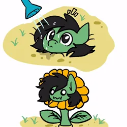 Size: 1000x1000 | Tagged: safe, artist:anonymous, oc, oc:anonfilly, pony, /mlp/, 4chan, female, filly, flower, image, inanimate tf, jpeg, looking at you, plant, simple background, solo, sunflower, surprised, transformation, watering, white background