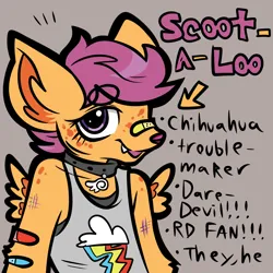 Size: 1000x1000 | Tagged: safe, artist:muckyschmuck, derpibooru import, scootaloo, anthro, chihuahua, dog, alternate universe, au:my little puppy, bandaid, bandaid on nose, clothes, collar, dogified, gender headcanon, image, png, pronouns, species swap, tanktop, winged dog, wings