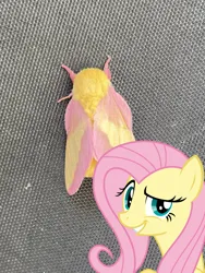 Size: 1278x1698 | Tagged: safe, artist:sketchmcreations, derpibooru import, fluttershy, insect, moth, pegasus, pony, a bird in the hoof, season 1, always works, dreamworks face, female, grin, image, looking at you, mare, png, reddit, simple background, smiling, smug, solo, transparent background, vector