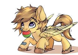 Size: 7016x4961 | Tagged: safe, artist:db, derpibooru import, oc, oc:buttercup, unofficial characters only, dog, dog pony, original species, pegasus, pony, ball, bandaid, colt, cute, foal, image, male, png, solo