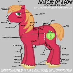 Size: 1000x1000 | Tagged: safe, artist:mrsred, derpibooru import, big macintosh, earth pony, pony, anatomy, anatomy chart, chart, image, male, png, simple background, solo, stallion