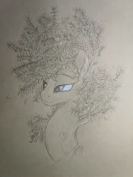Size: 3024x4032 | Tagged: artist needed, safe, oc, original species, plant pony, pony, beautiful, beautiful eyes, bust, ears, female, image, jpeg, leaf hair, leaves, leaves in hair, mare, not celestia, olive tree, plant, sketch, smiling, smirk, solo, traditional art