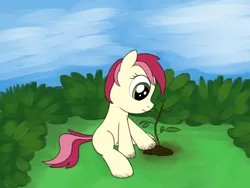 Size: 2000x1500 | Tagged: safe, artist:craftycirclepony, derpibooru import, roseluck, pony, bush, dirt, female, filly, foal, gardening, image, outdoors, png, sapling, sitting, sky, solo, younger