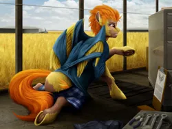 Size: 2000x1500 | Tagged: safe, artist:geoffrey mcdermott, derpibooru import, spitfire, human, pegasus, pony, g4, clothes, food, human to pony, image, kneeling, png, solo, tangled up, torn clothes, transformation, wheat, wings