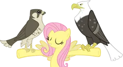 Size: 5000x2747 | Tagged: safe, artist:flutterguy317, derpibooru import, fluttershy, bald eagle, bird, eagle, falcon, pegasus, pony, g4, may the best pet win, animal, image, my little pony, peregrine falcon, png, simple background, transparent background, vector