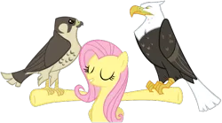 Size: 643x357 | Tagged: safe, artist:flutterguy317, derpibooru import, fluttershy, bald eagle, bird, eagle, falcon, pegasus, pony, g4, may the best pet win, .svg available, animal, eyes closed, female, folded wings, image, mare, my little pony, peregrine falcon, png, simple background, transparent background, vector, wings