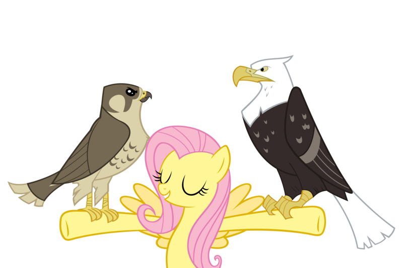 Size: 4500x3000 | Tagged: safe, artist:angel-the-bunny, derpibooru import, fluttershy, bald eagle, bird, eagle, falcon, pegasus, pony, g4, may the best pet win, animal, eyes closed, female, image, mare, my little pony, peregrine falcon, png, simple background, spread wings, transparent background, vector, wings