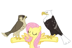 Size: 4500x3000 | Tagged: safe, artist:angel-the-bunny, derpibooru import, fluttershy, bald eagle, bird, eagle, falcon, pegasus, pony, g4, may the best pet win, animal, eyes closed, female, image, mare, my little pony, peregrine falcon, png, simple background, spread wings, transparent background, vector, wings