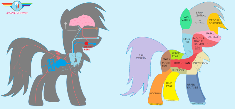 Size: 2200x1023 | Tagged: safe, artist:lukington17, artist:rdibp, derpibooru import, rainbow dash, pony, fanfic, fanfic:a small issue, anatomy, anatomy chart, chart, city, diagram, fanfic art, female, g4, image, map, png, simple background, solo, white background, x-ray