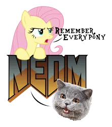 Size: 4000x4526 | Tagged: safe, artist:kaitykat117, derpibooru import, fluttershy, cat, pony, dialogue, duo, happycat, image, meme, nedm, not even doom music, open mouth, png, serious, simple background, talking, talking to viewer, transparent background, vector