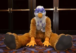 Size: 1024x710 | Tagged: safe, artist:neouka, artist:spainfischer, derpibooru import, gilda, gryphon, 2013, bust, fursuit, g4, image, indoors, irl, jpeg, looking at you, photo, sitting, solo, spread legs, spreading