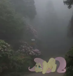 Size: 563x584 | Tagged: safe, artist:hionazzz, derpibooru import, part of a set, fluttershy, pegasus, pony, depressed, dirt road, flower, fog, foliage, forest, g4, green background, grimace, image, irl, jpeg, looking up, nature, ominous, photo, real life background, scared, simple background, solo, tree