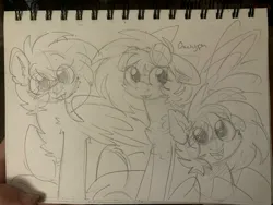 Size: 4032x3024 | Tagged: safe, artist:puppie, derpibooru import, oc, oc:gryph xander, unofficial characters only, pegasus, pony, cute, image, jpeg, male, sketch, solo, stallion, traditional art