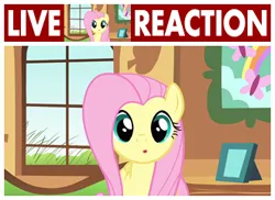 Size: 330x240 | Tagged: safe, derpibooru import, edit, edited screencap, screencap, fluttershy, pegasus, pony, a bird in the hoof, season 1, :o, caption, cute, exploitable meme, female, fluttershy's cottage, g4, grass, image, live tucker reaction, looking at you, mare, meme, open mouth, picture frame, png, reaction image, shyabetes, solo, text, window