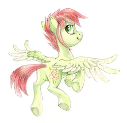 Size: 1388x1342 | Tagged: safe, artist:kaermter, derpibooru import, oc, unofficial characters only, pegasus, pony, flying, image, looking at you, looking back, looking back at you, png, simple background, solo, spread wings, traditional art, white background, wings