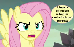 Size: 1134x720 | Tagged: safe, derpibooru import, edit, edited screencap, editor:korora, screencap, fluttershy, g4, sweet and smoky, cropped, dragon lands, fluttershy is not amused, image, png, pot meet kettle (reaction image), reaction image, speech bubble, unamused