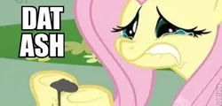 Size: 519x250 | Tagged: safe, edit, edited screencap, screencap, fluttershy, philomena, pegasus, pony, a bird in the hoof, ash, caption, dat butt, female, image, image macro, jpeg, mare, meme, pun, teary eyes, text