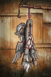 Size: 1722x2579 | Tagged: suggestive, artist:helmie-art, derpibooru import, oc, oc:mercury heart, pegasus, bondage, gag, hanging, helpl, image, muzzle gag, png, rope, rope bondage, shibari, solo, two toned coat, wings, wings down