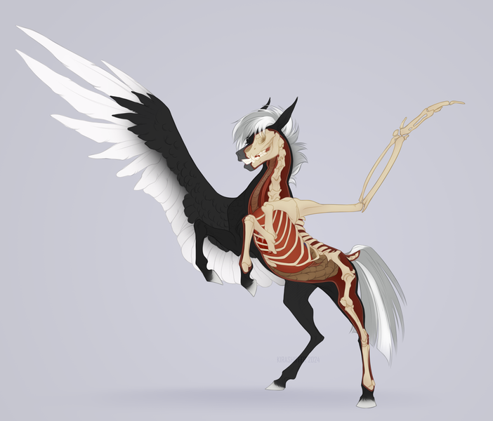 Size: 2340x2000 | Tagged: safe, artist:dementra369, derpibooru import, oc, oc:midnight serenity, unofficial characters only, pegasus, pony, anatomy, bone, image, organs, pegasus oc, png, skeleton, solo, wings