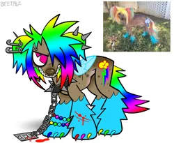 Size: 1280x1052 | Tagged: safe, artist:beetalz, derpibooru import, rainbow dash, dog, alternate design, clothes, cosplay, costume, image, irl, irl dog, multicolored hair, photo, photo reference, png, rainbow dash cosplay, rainbow hair, simple background, solo, twitterina design, white background