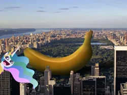 Size: 1280x960 | Tagged: safe, artist:pokerface3699, derpibooru import, princess celestia, alicorn, pony, g4, banana, bananalestia, female, food, image, irl, jpeg, mare, new york city, photo, ponies in real life