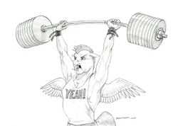 Size: 1280x911 | Tagged: safe, artist:baron engel, derpibooru import, bulk biceps, anthro, pegasus, pony, arms over head, barbell, black and white, clothes, grayscale, image, jpeg, male, monochrome, open mouth, pencil drawing, shirt, simple background, solo, spread wings, t-shirt, traditional art, weight lifting, weights, white background, wings, wristband, yeah