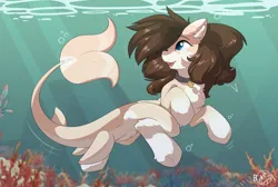 Size: 3313x2221 | Tagged: safe, artist:beardie, derpibooru import, oc, oc:retro hearts, unofficial characters only, original species, shark, shark pony, body markings, bubble, chest fluff, coat markings, collar, commission, coral, crepuscular rays, dorsal fin, ear fluff, ear markings, facial markings, fin, fish tail, flowing mane, flowing tail, fluffy, freckles, high res, image, leg fluff, looking back, ocean, open mouth, open smile, pale belly, png, scales, seaweed, smiling, socks (coat marking), solo, sunlight, swimming, tail, underwater, water