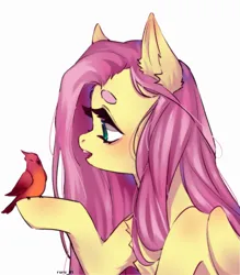 Size: 1889x2160 | Tagged: safe, artist:ruru_01, derpibooru import, fluttershy, bird, pegasus, pony, g4, beanbrows, bust, chest fluff, cute, ear fluff, eyebrows, female, folded wings, high res, image, looking at someone, mare, open mouth, png, profile, raised hoof, simple background, solo, white background, wings