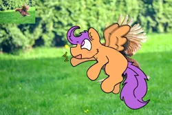 Size: 800x533 | Tagged: safe, artist:felixmcfurry, derpibooru import, scootaloo, bird, chicken, pegasus, pony, :d, blank flank, blushing, colored, digital art, flat colors, flying, grass, image, meme, open mouth, open smile, outdoors, png, scootachicken, scootaloo can fly, small wings, smiling, solo, wings