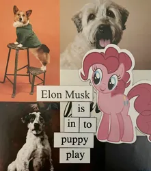 Size: 2454x2780 | Tagged: safe, artist:ponymagnets, derpibooru import, pinkie pie, dog, earth pony, pony, elon musk, image, irl, irl dog, jpeg, magnet, photo, ponymagnets, smiling, text