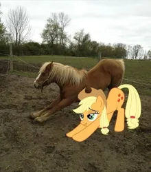 Size: 720x818 | Tagged: safe, derpibooru import, applejack, earth pony, horse, pony, g4, cobra stretch, female, image, irl, irl horse, iwtciaj, iwtcird, mare, meme, photo, png, ponies in real life, stretching