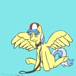 Size: 1000x1000 | Tagged: safe, artist:ponyklown, derpibooru import, tracy flash, pegasus, pony, g4, baseball cap, cap, collar, hat, image, leash, pet play, png, sitting, smiling, solo, spread wings, underhoof, wings