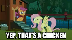 Size: 628x346 | Tagged: safe, derpibooru import, edit, edited screencap, screencap, fluttershy, scootaloo, bird, chicken, pegasus, pony, g4, season 1, stare master, cute, cutealoo, female, filly, foal, image, jpeg, mare, meme, my little pony, scootachicken