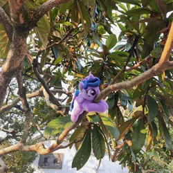 Size: 1728x1728 | Tagged: safe, derpibooru import, photographer:brella, twilight sparkle, alicorn, g4, image, irl, jpeg, photo, plushie, tree