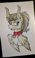 Size: 2268x3781 | Tagged: safe, artist:cmdraj, derpibooru import, oc, oc:dima, unofficial characters only, pegasus, pony, blushing, collar, image, jpeg, mlem, photo, silly, solo, tongue out, traditional art