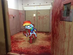 Size: 2048x1536 | Tagged: semi-grimdark, artist:harmonicglow, derpibooru import, rainbow dash, pegasus, pony, g4, blood, female, image, irl, mare, nosebleed, photo, png, ponies in real life, shaking, solo, worried