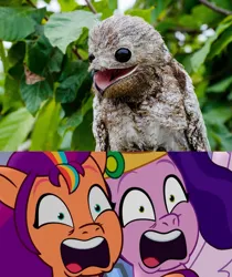 Size: 1171x1395 | Tagged: safe, artist:tom artista, derpibooru import, edit, edited screencap, screencap, pipp petals, sunny starscout, bird, earth pony, pegasus, g5, my little pony: tell your tale, nightmare roommate, spoiler:g5, spoiler:my little pony: tell your tale, spoiler:tyts01e04, expressions, facial expressions, image, mounting, png, potoo, scary, scary face, screaming