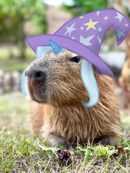 Size: 2400x3200 | Tagged: safe, artist:mainez, derpibooru import, trixie, unicorn, g4, alternate body style, animal, capybara, happy, horn, image, irl, jpeg, nature, outdoors, photo, photoshop