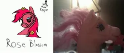 Size: 4536x1944 | Tagged: safe, artist:spookymovieenjoyer, derpibooru import, oc, oc:rose blossom, ponified, unofficial characters only, earth pony, pony, bootleg, bridle, decapitated, earth pony oc, eyeshadow, flower, flower in hair, image, jpeg, makeup, missing eye, pink mane, tack, toy interpretation